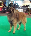 n°81 Clovis du brudour 5311